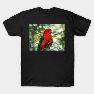 Male King Parrot: Birds of Australia T-Shirt